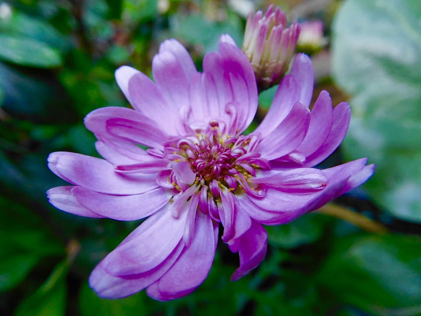 Purple Daisy flower, Flowers, Purpled, Spring, Daisy, Garden HD wallpaper