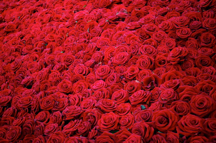 Flowers, Roses, Buds, Lot HD wallpaper
