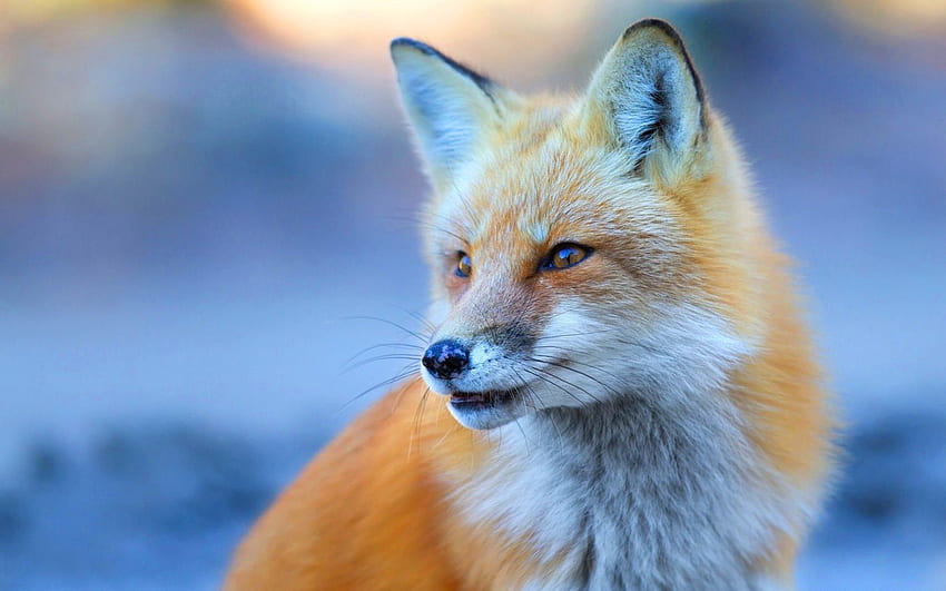 Cute Fox -, Cute Red Fox HD wallpaper