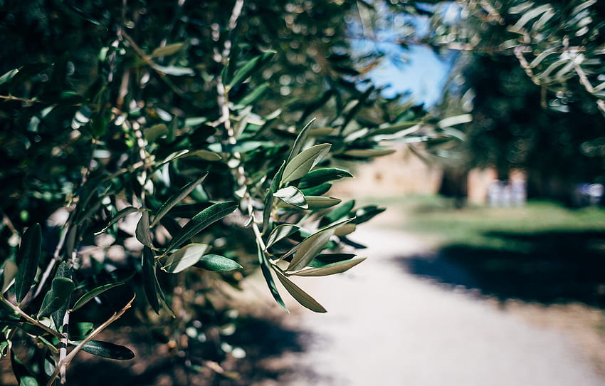 leaves, macro, branches, tree, green, the olive tree for , section природа HD wallpaper