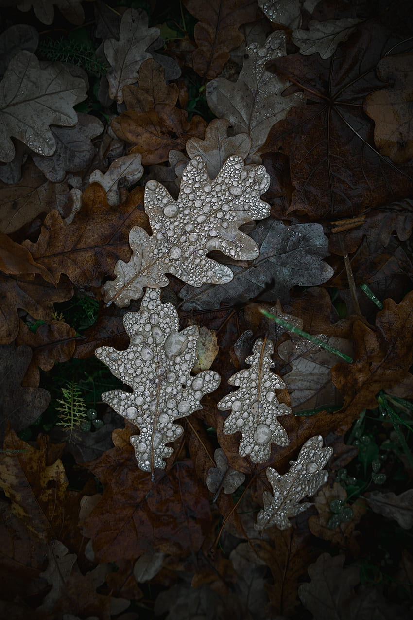 自然, 葉, 滴, マクロ, オーク, オークの葉 HD電話の壁紙