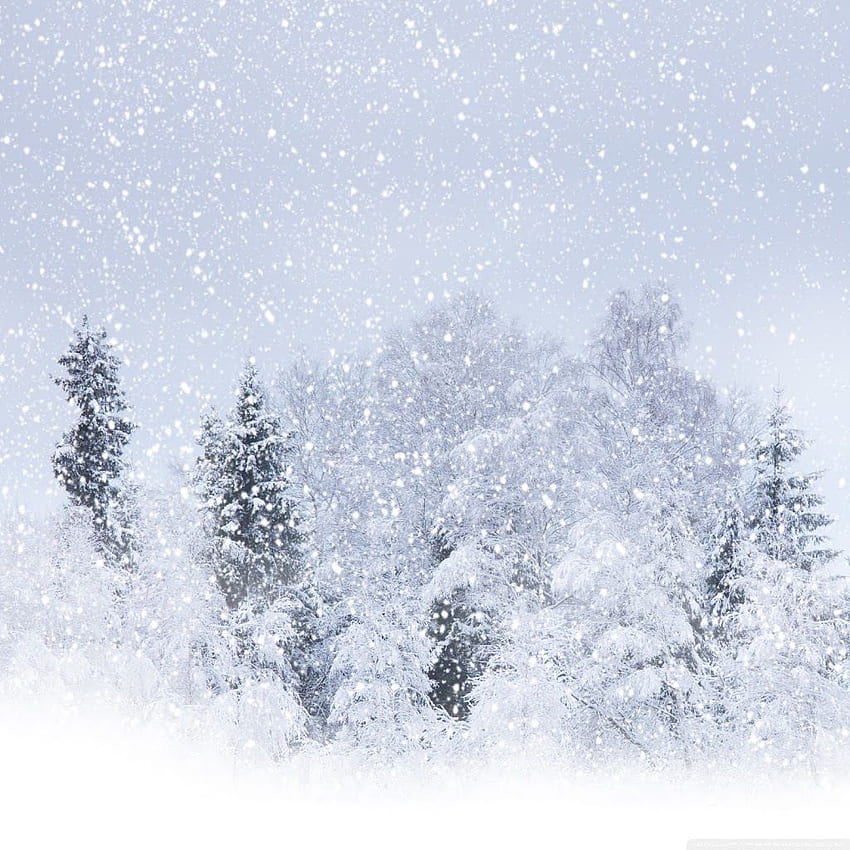 Una Tormenta De Nieve Con Fuertes Nevadas Cayendo. Nevadas, Naturaleza, Bosque de nieve, Ventisca de nieve fondo de pantalla del teléfono
