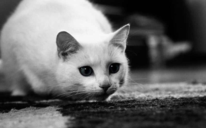 Waiting..., animal, white, black, monochrome, waiting, cat HD wallpaper