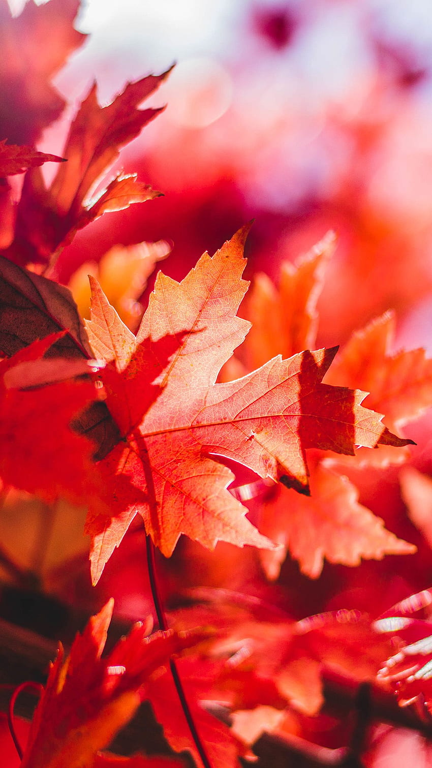 아이폰. 단풍잎 꽃, 붉은 잎 HD 전화 배경 화면