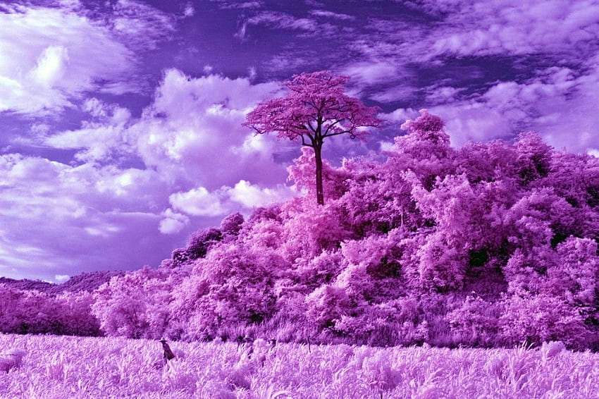 16 Remarkable Infrared Photos  Pink wallpaper Background Iphone  background pink