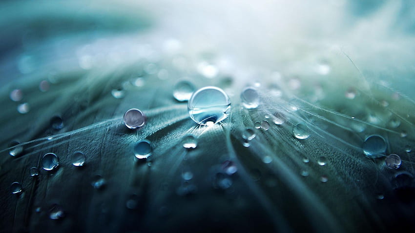 Morning Dew [] for your , Mobile & Tablet. Explore Dew . Dew , Mountain Dew , Diet Mountain Dew HD wallpaper