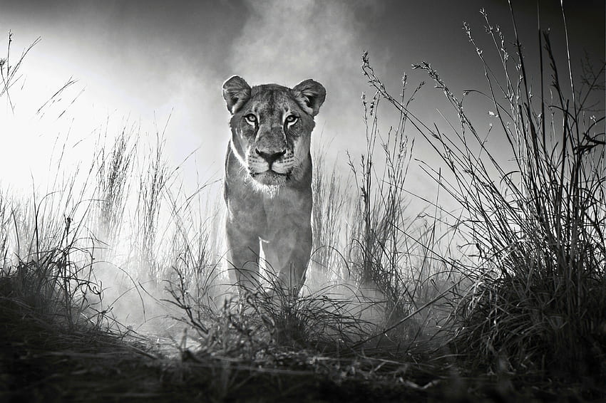Lioness, Female lion, , Animals, Lioness Black and White HD wallpaper