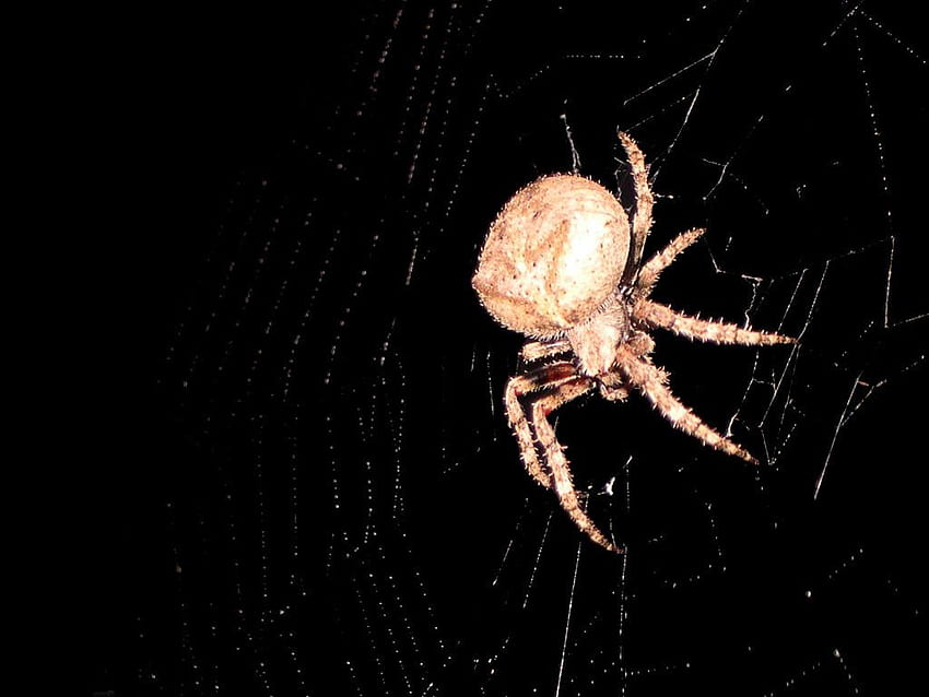 Barn Spider . Fun Animals Wiki, Videos, , Stories HD wallpaper