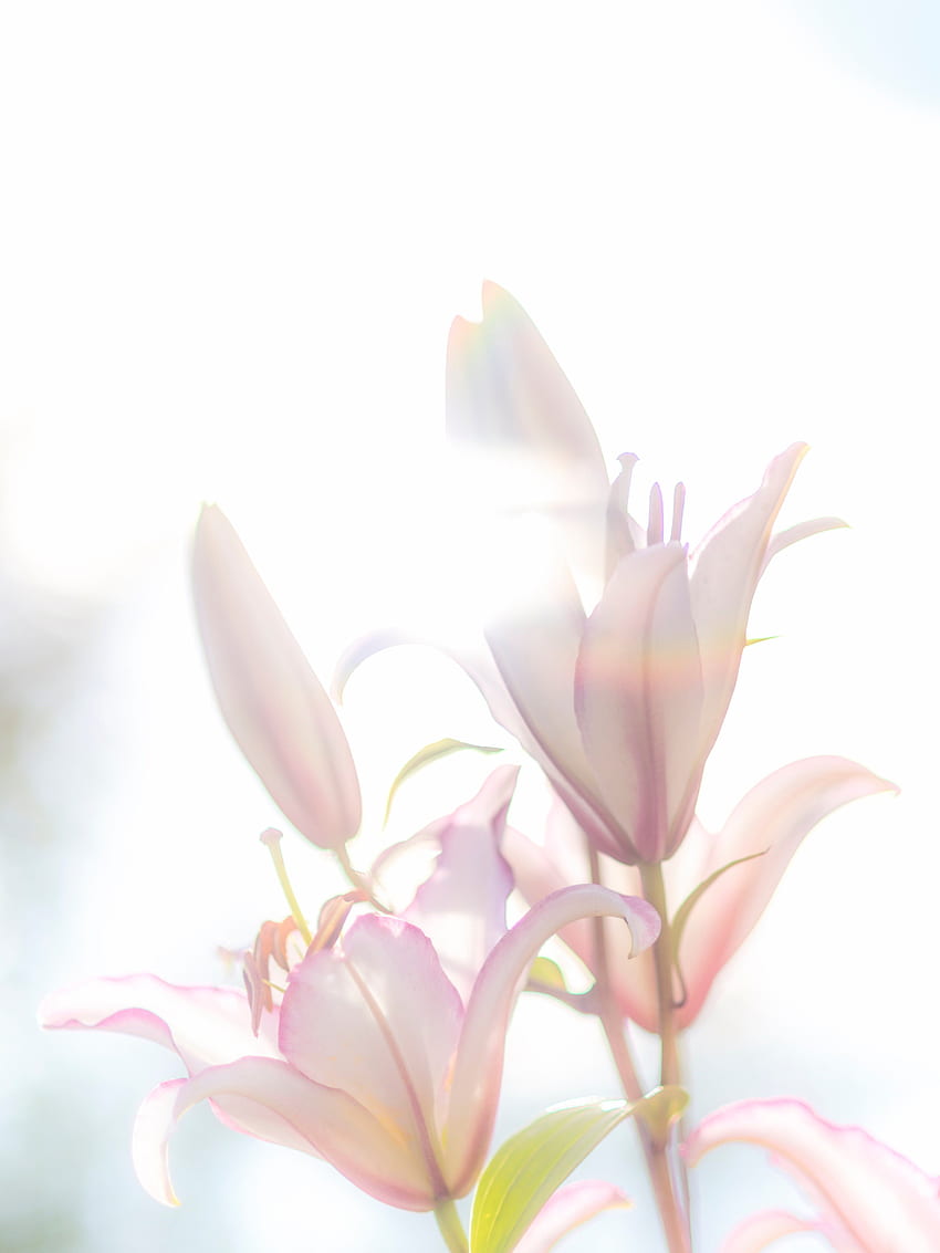 Lily White Flowers, Lilium HD phone wallpaper