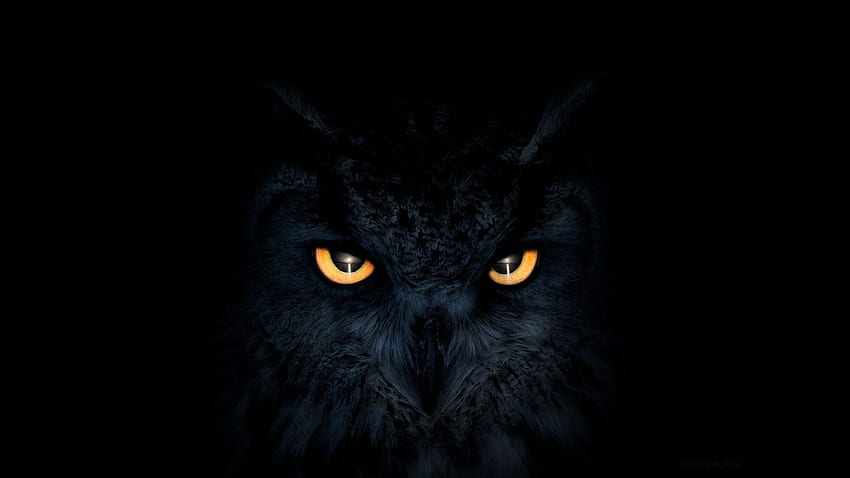 Owl Dark Glowing Eyes Laptop HD wallpaper