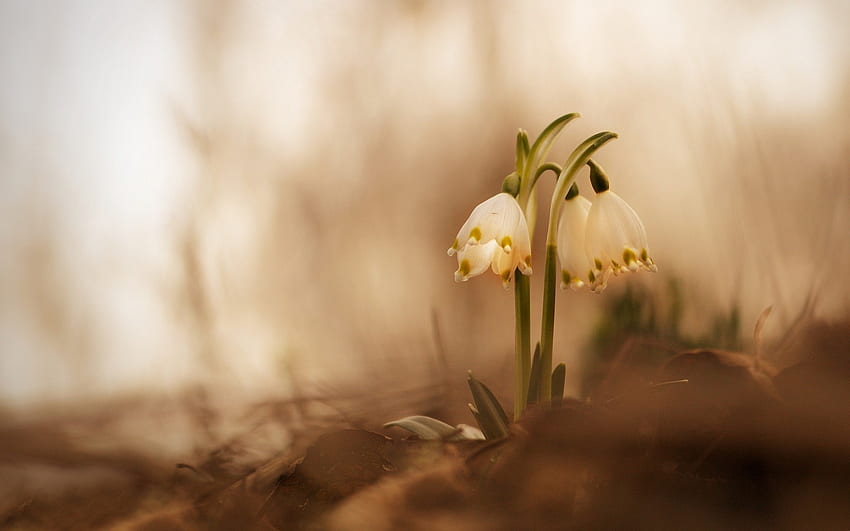 Snowflake, nature, flowers, spring HD wallpaper