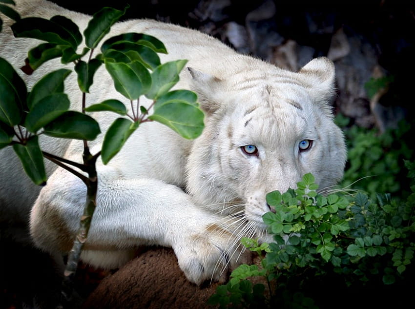 SNEAK UP, wild life, tiger, hunter, cat, feline, white tiger HD wallpaper