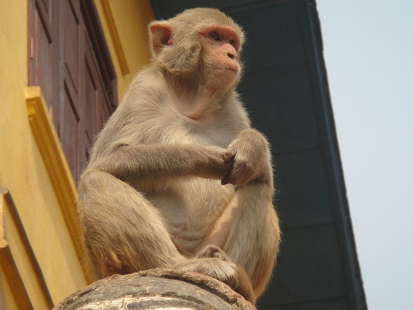 Animali, scimmia, è seduto, si siede, vista dal basso Sfondo HD