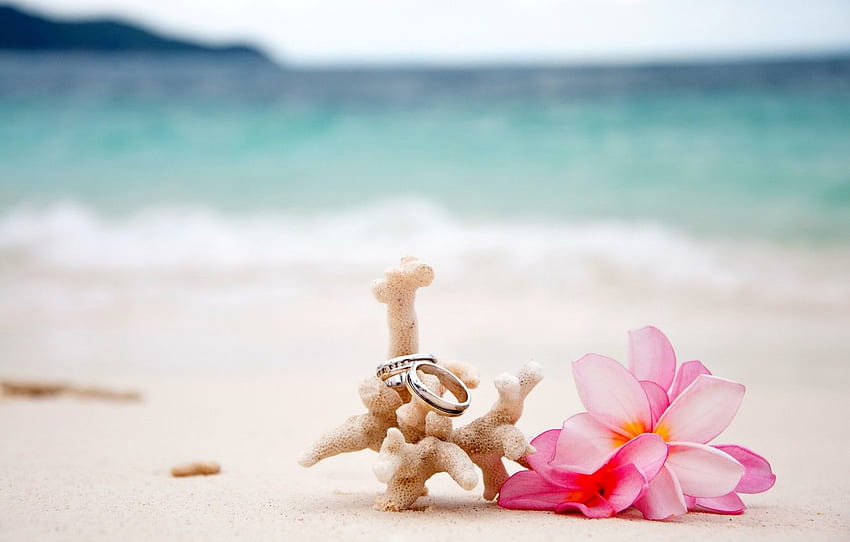 beach, flowers, sand, wedding, rings, coral, plumeria for , section природа, Beach Floral HD wallpaper