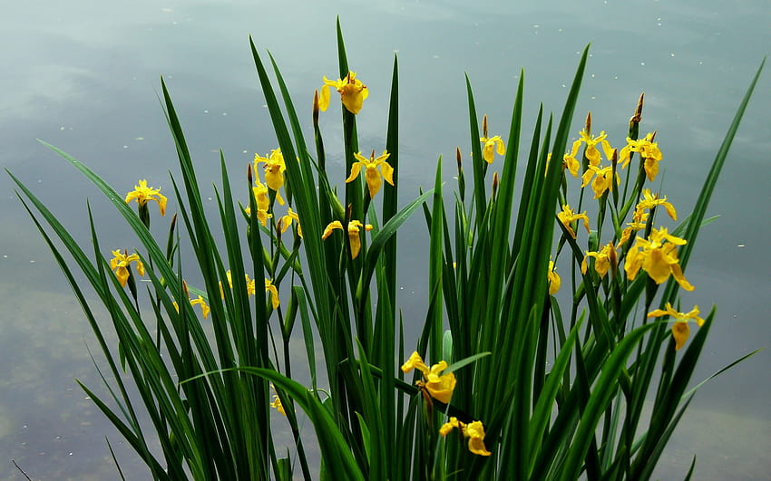 Flowers, Sky, Narcissussi, Greens, Mainly Cloudy, Overcast, Spring HD wallpaper