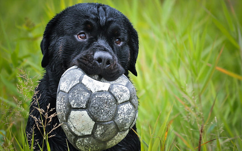 สัตว์ หญ้า สุนัข ตะกร้อ ลูกบอล วอลล์เปเปอร์ HD