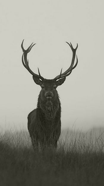 Deer, stag HD wallpaper | Pxfuel