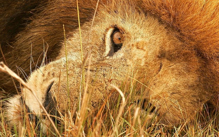 Animals, Grass, To Lie Down, Lie, Eyes, Lion, Predator, Big Cat HD wallpaper