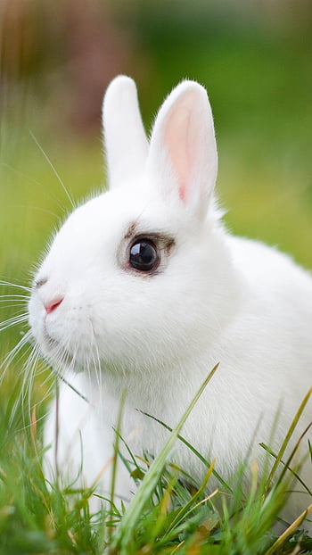 Download Little Cute White Rabbit Wallpaper | Wallpapers.com