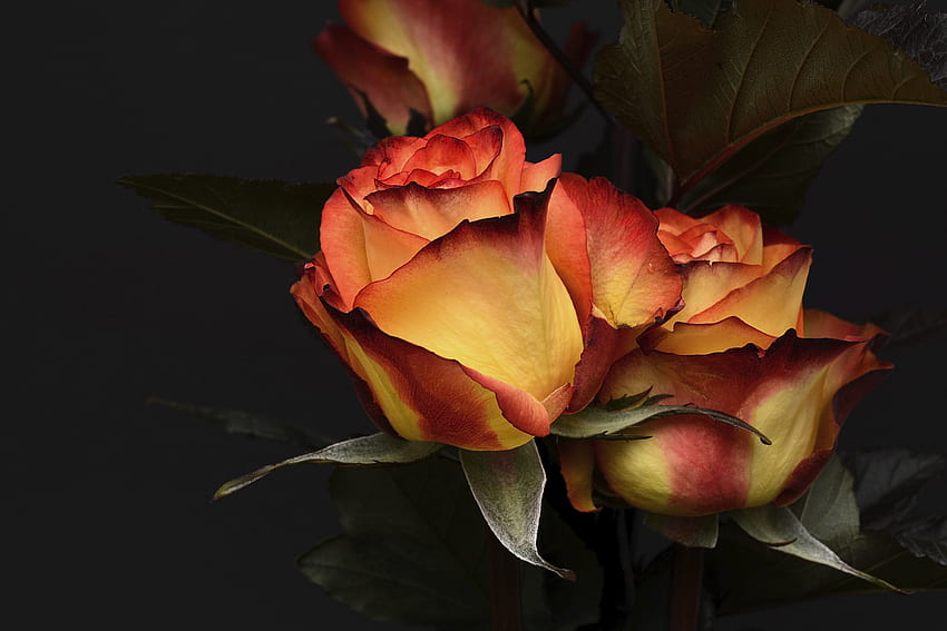 Orange roses, flowers, close up HD wallpaper