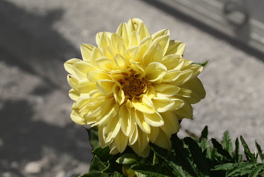 Gelbe Dahlie, Blüten, Pflanzen, Natur, Dahlie, Garten, Blattwerk, Im Freien, Blumen, Frühling HD-Hintergrundbild