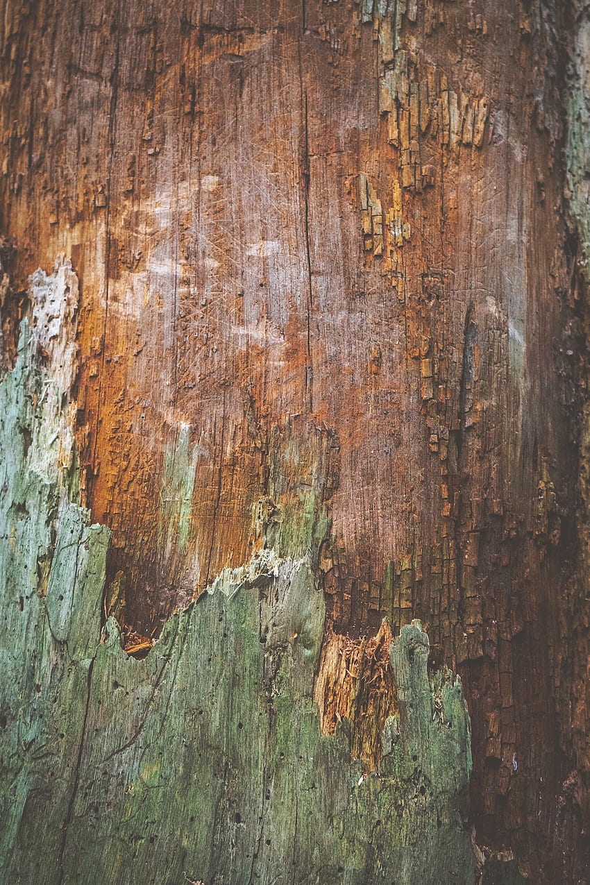 Wood, Wooden, Tree, Texture, Textures, Surface, Bark HD phone wallpaper