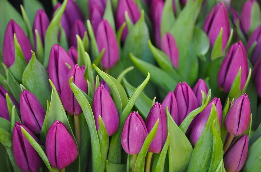 Kwiaty, Liliowy, Tulipany, Zieloni, Bukiet, Fioletowy, Pąki Tapeta HD
