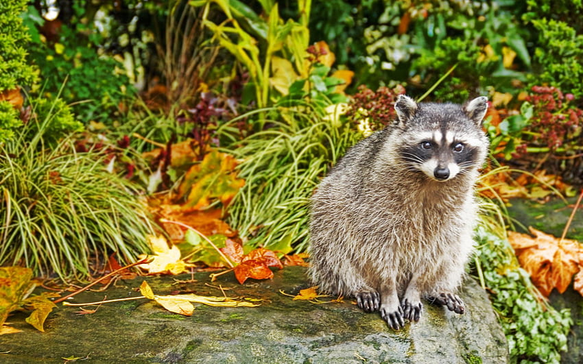 Animals, Grass, Autumn, Sit, Raccoon HD wallpaper