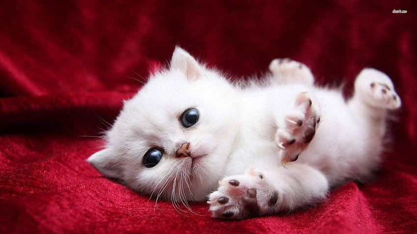 Cute White Cat Super cute white kitty cats [] for your , Mobile & Tablet. Explore White Cats . Cat , Black And White Cat, Really Cute Cat HD wallpaper