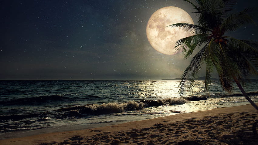 Beach, sand, night's moon, palm tree, nature , , , background, 90c7ab, Beach Moon HD wallpaper
