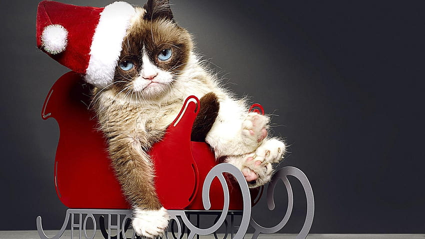 Grumpy Cat Christmas HD тапет