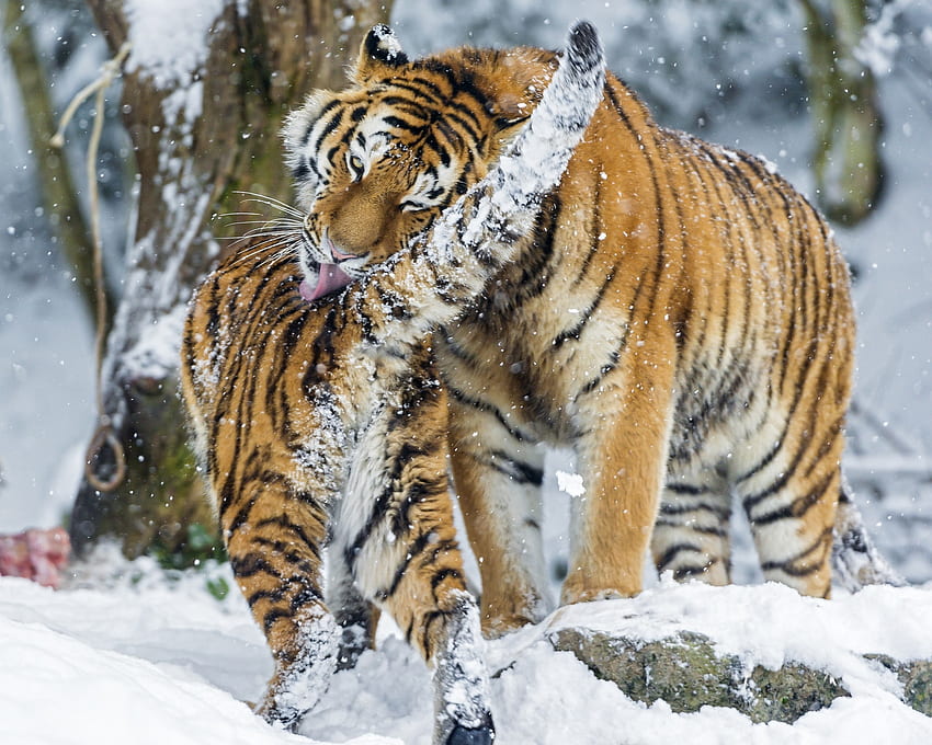 Zwierzęta, śnieg, drapieżniki, młody, duży kot, Joey, tygrys amurski Tapeta HD