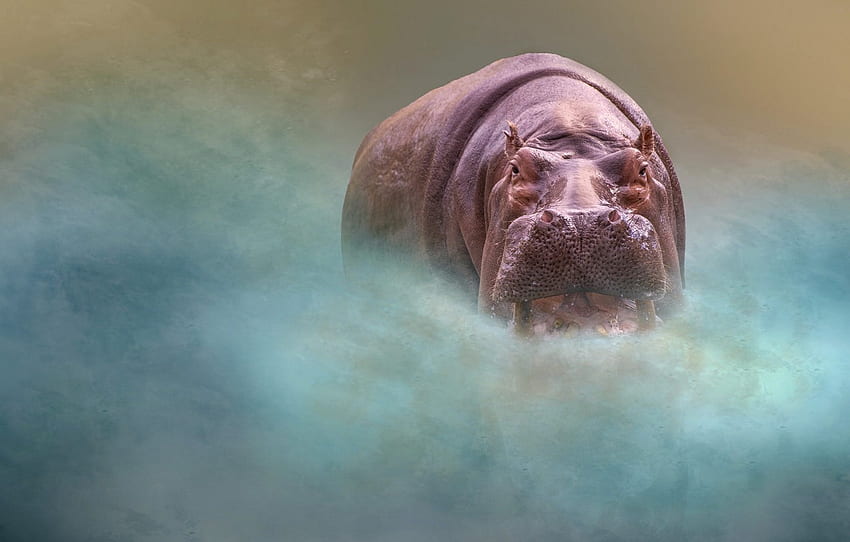 look, face, background, portrait, treatment, mouth, Hippo for , section животные HD wallpaper