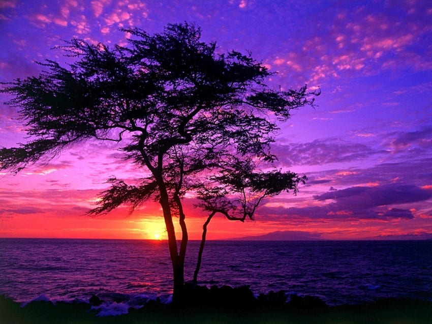 Evening Sunset, lanskap, awan, warna, langit, matahari, pohon Wallpaper HD