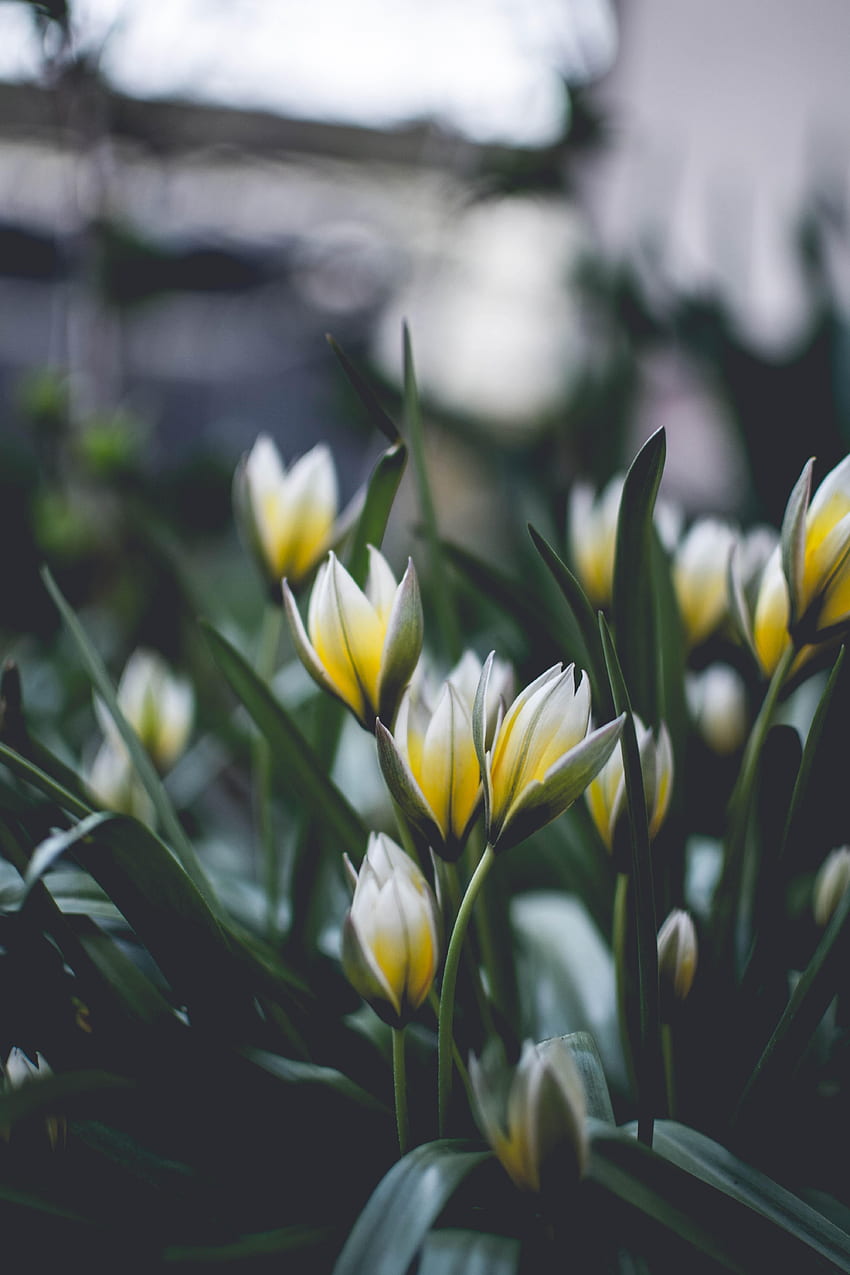 Spring, Flowers, Macro, Blur, Smooth, Bloom, Flowering HD phone wallpaper