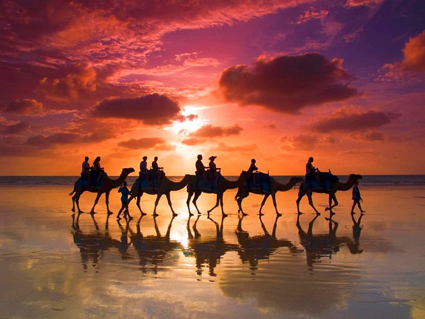 Wielbłądy na plaży, na plaży, wielbłądy, piękny, zachód słońca Tapeta HD