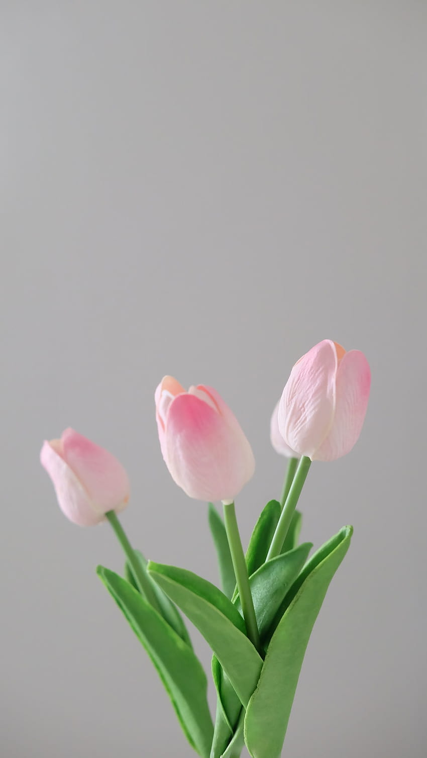 Tulipe [], tulipe rose Fond d'écran de téléphone HD