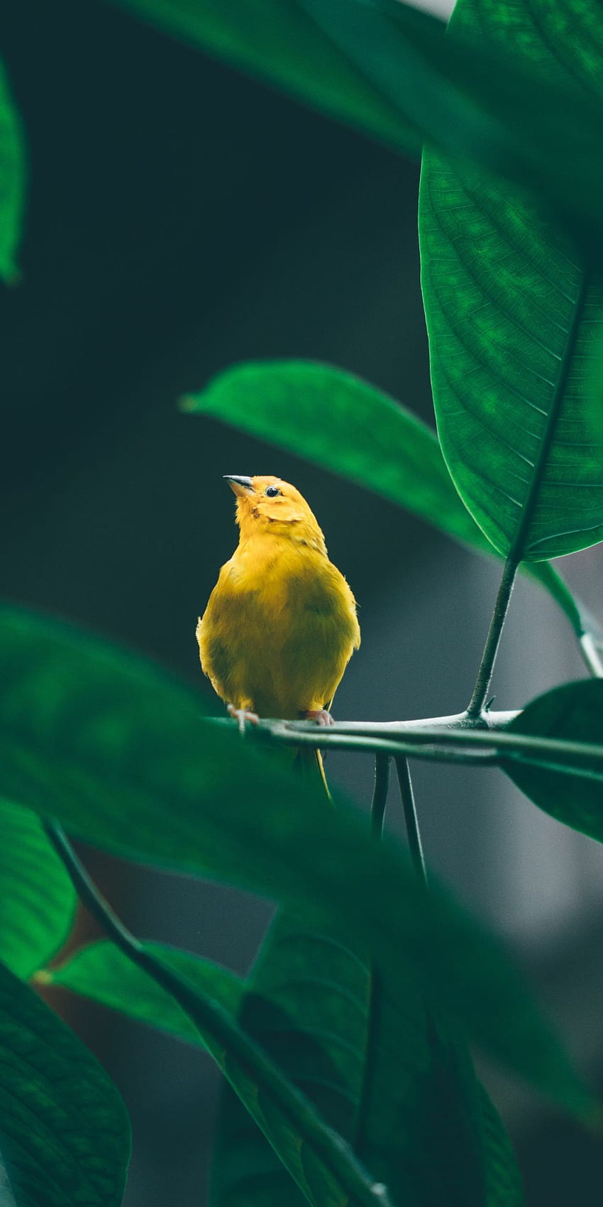Small, cute, yellow bird, tree branch, . Birds , Bird , Bird , Birds Mobile HD phone wallpaper