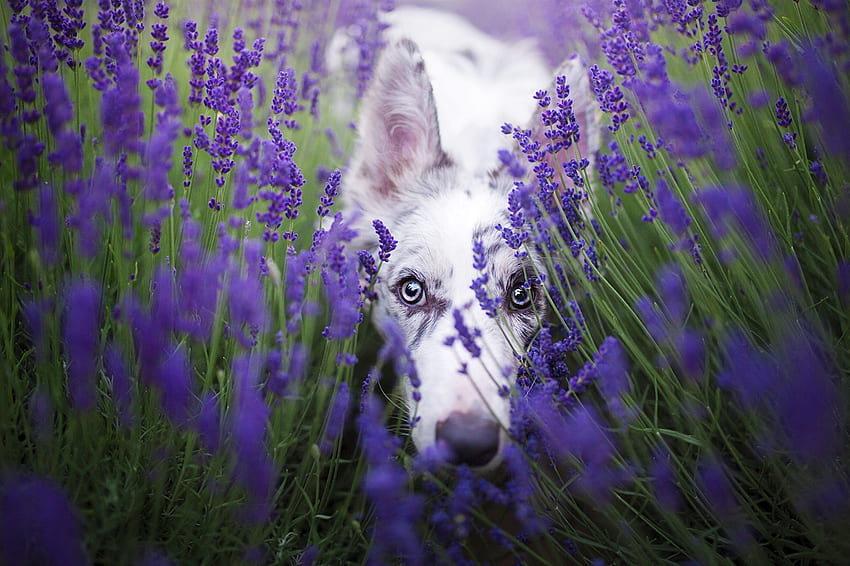 Puppy, dog, white, blue eyes, cute, purple, ciri, flower, lavender, australian shepherd, caine HD wallpaper