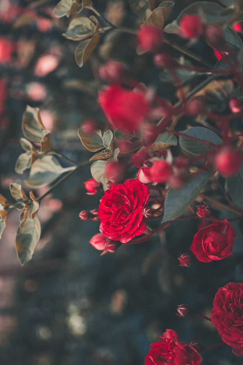 Blumen, Busch, Rosenblüte, Rose, Unschärfe, glatt, Blüte, Blüte, Garten HD-Handy-Hintergrundbild