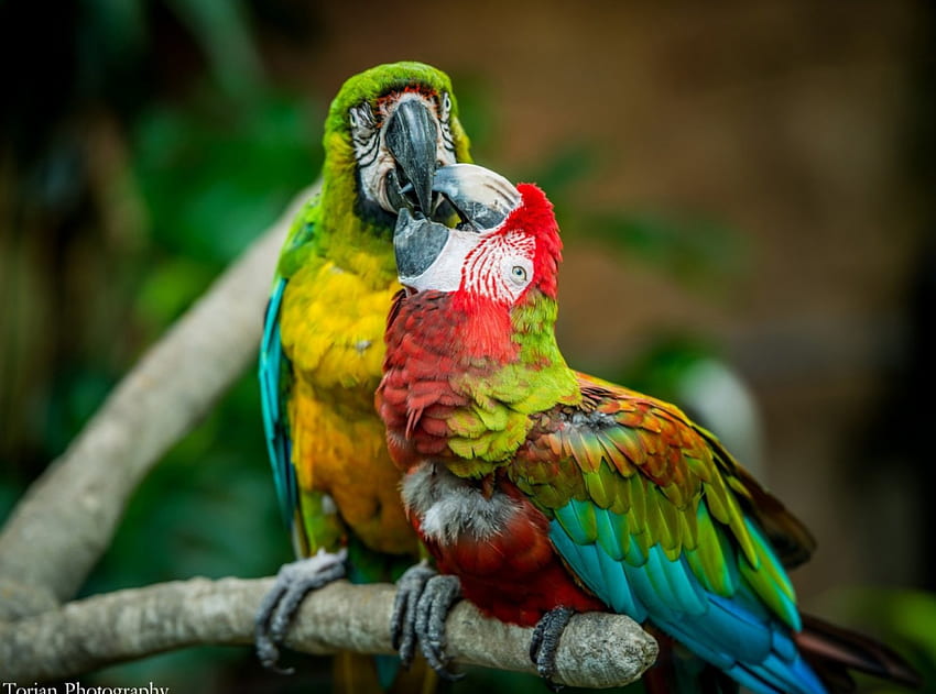 sepasang macaw, pasangan, macaw, warna, burung Wallpaper HD