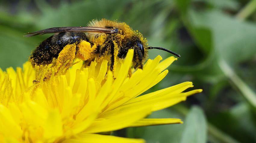 flor, macro, abeja, polen, polinización, néctar fondo de pantalla