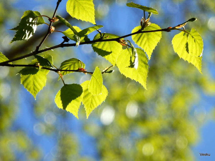 Birch, summer, leaf, tree HD wallpaper