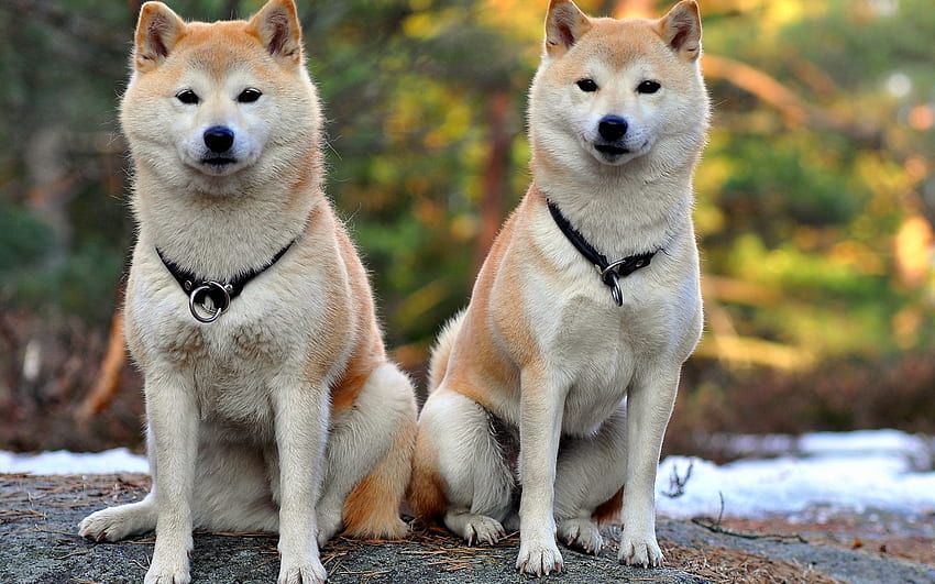 Animals, Dogs, Couple, Pair, Beautiful, Akita Inu HD wallpaper