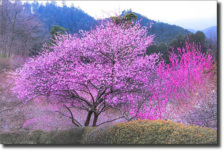 Color me Spring, pinks, trees, flowers, blooms, spring, mountains HD wallpaper