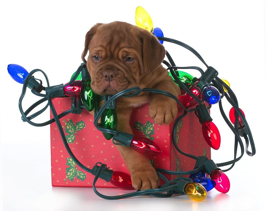 cachorro, perro, animal, enredado, craciun, lindo, caja, luz, navidad, rojo, divertido, pata, caine fondo de pantalla