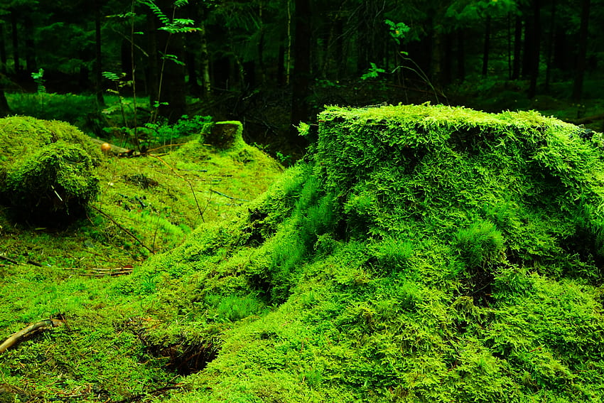 Природа, трева, гора, мъх, пън HD тапет