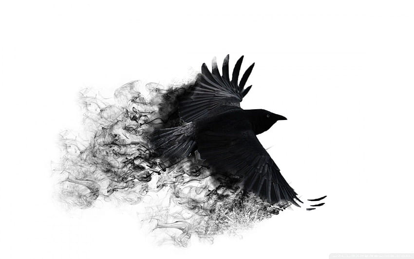 Streszczenie, ptak, skrzydła, fala, wrona, zamiatanie Tapeta HD
