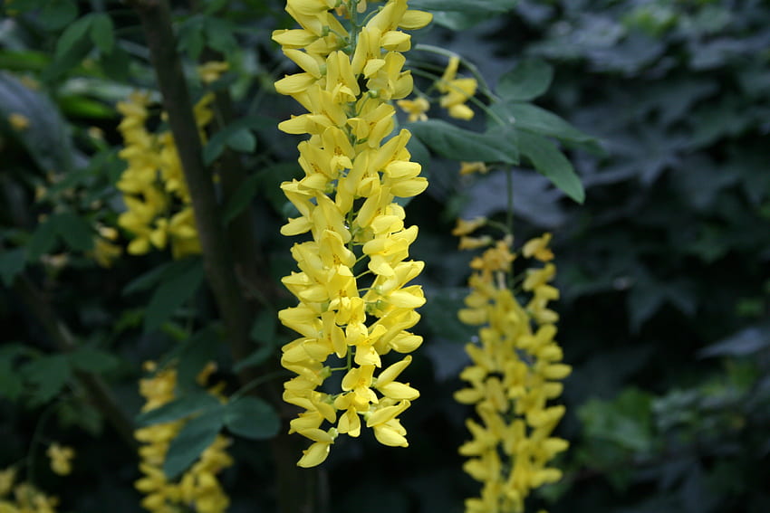 꽃 대비 배경 30, 노란색, 그래픽, 녹색, 꽃, 정원 HD 월페이퍼