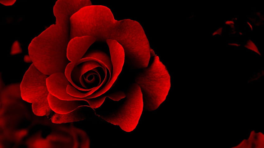 Rose Rouge, Fleur Blanche Rouge Fond d'écran HD